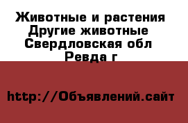 Животные и растения Другие животные. Свердловская обл.,Ревда г.